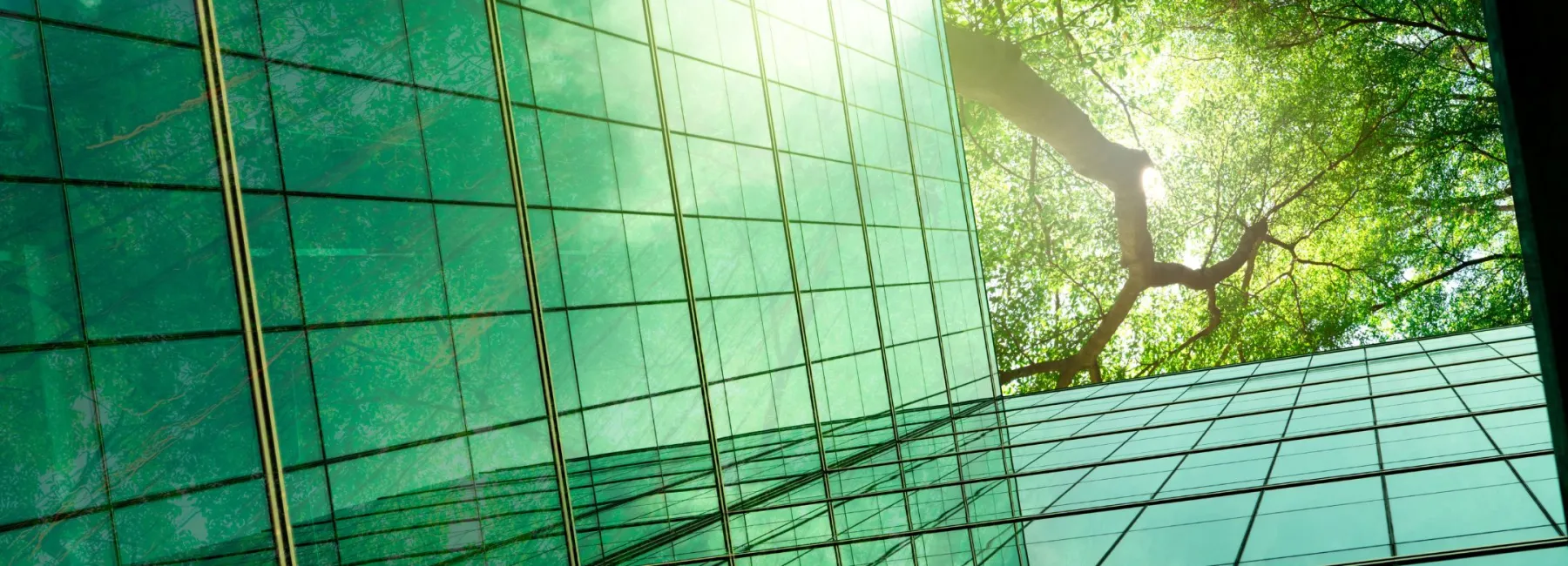 Green building and trees