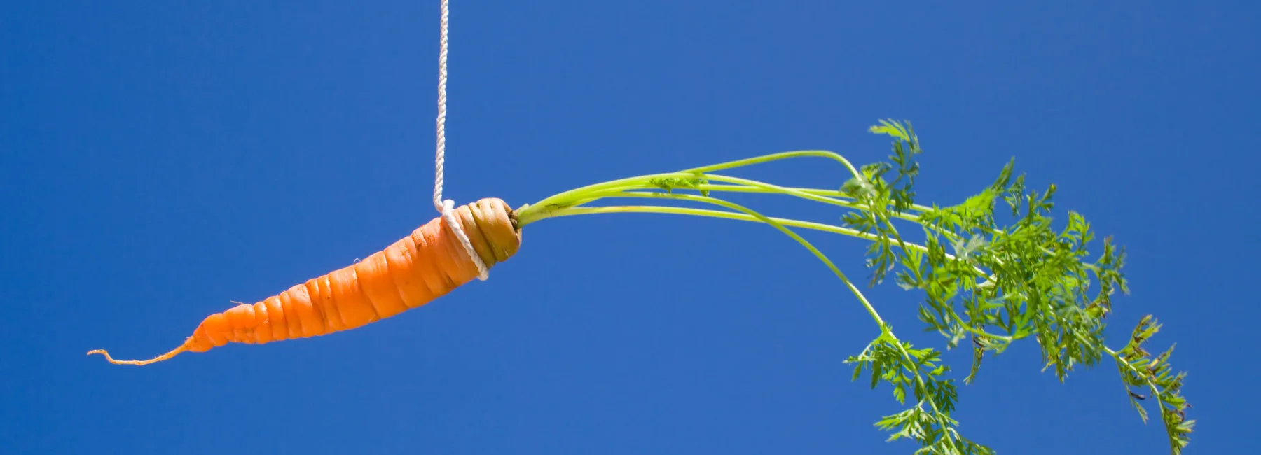 A carrot hanging on a piece of string