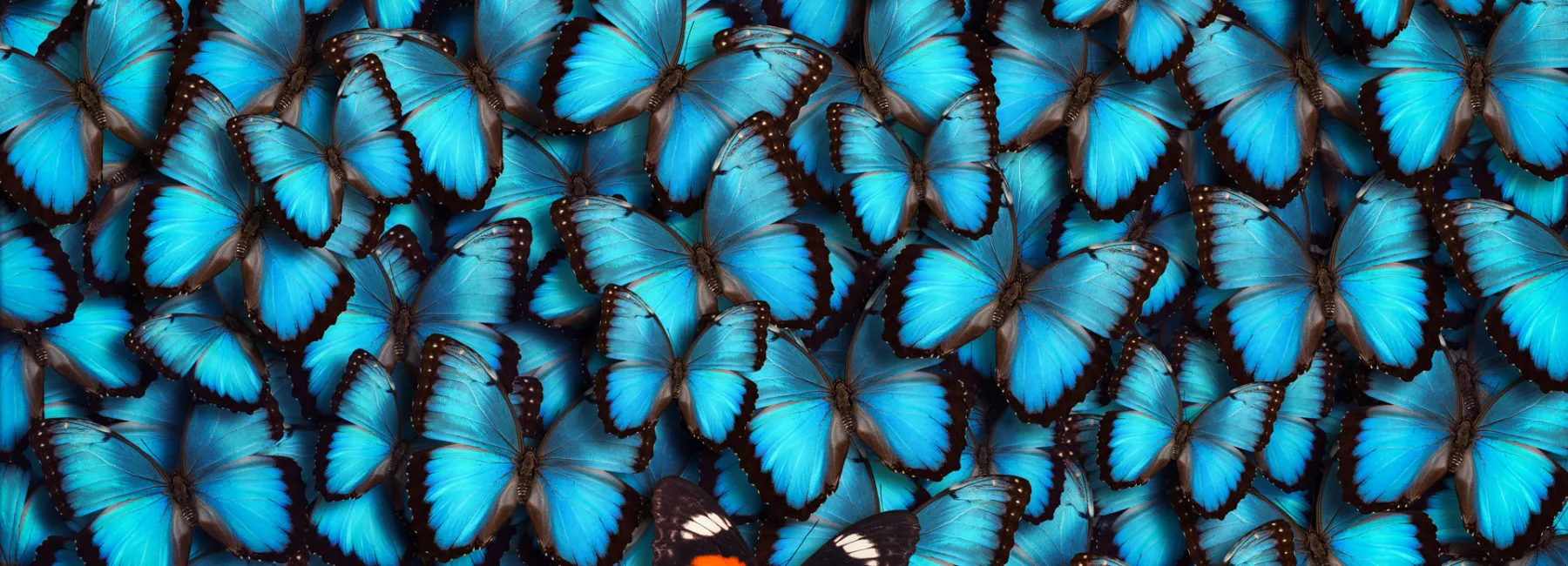Blue butterfiles