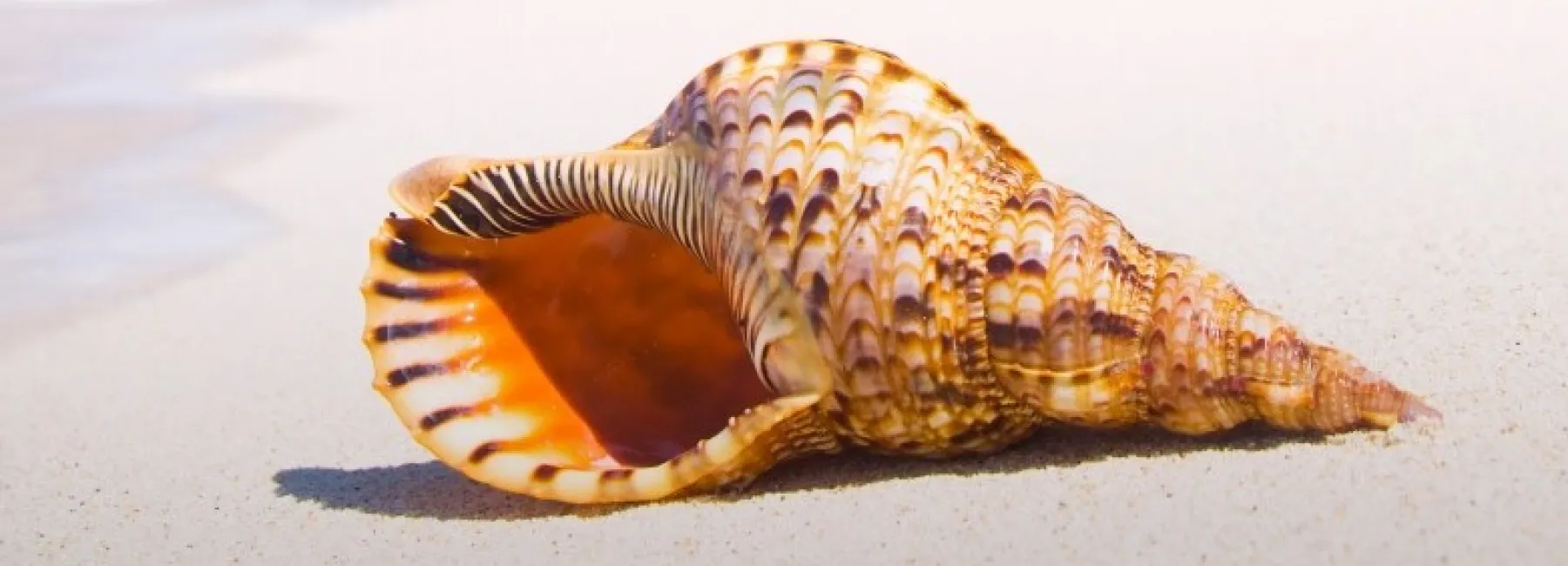 A shell on a tropical beach